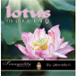 Lotus Morning - James Harry